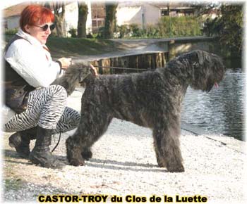 bouvier des flandres du clos de la luette - copyright d&eacute;pos&eacute;